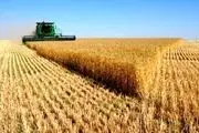 گندم تولید داخل، جوابگوی نیاز کشور است
