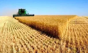 کاهش تولید گندم در راه است