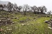 حال ناخوش جنگل‌های بلوط زاگرس/ گزارش تصویری