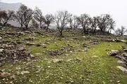حال ناخوش جنگل‌های بلوط زاگرس/ گزارش تصویری