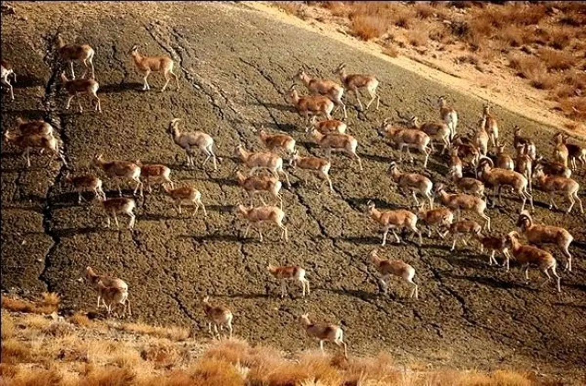 استفاده از پهباد و هواپیما برای سرشماری حیات وحش