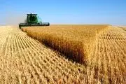 ایران در تولید گندم خودکفا شد
