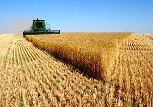 ایران در تولید گندم خودکفا شد
