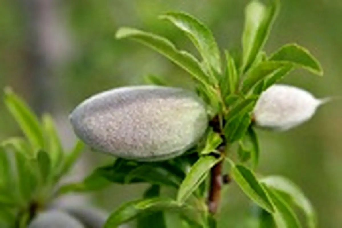 روغن بادام سلاحی قدرتمند در برابر چاقی و دیابت
