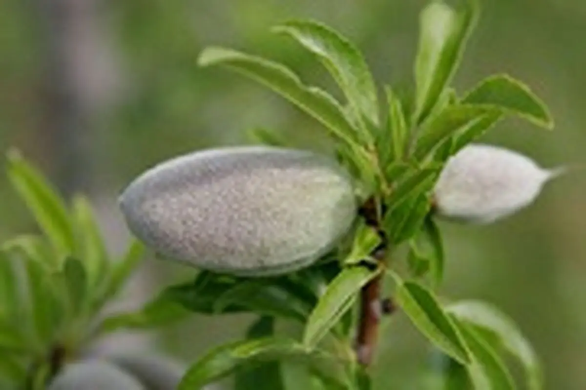 روغن بادام سلاحی قدرتمند در برابر چاقی و دیابت