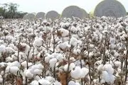 کشت پنبه باید مقرون به صرفه باشد
