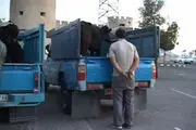 دستگیری چوپان دروغگو در ساری
