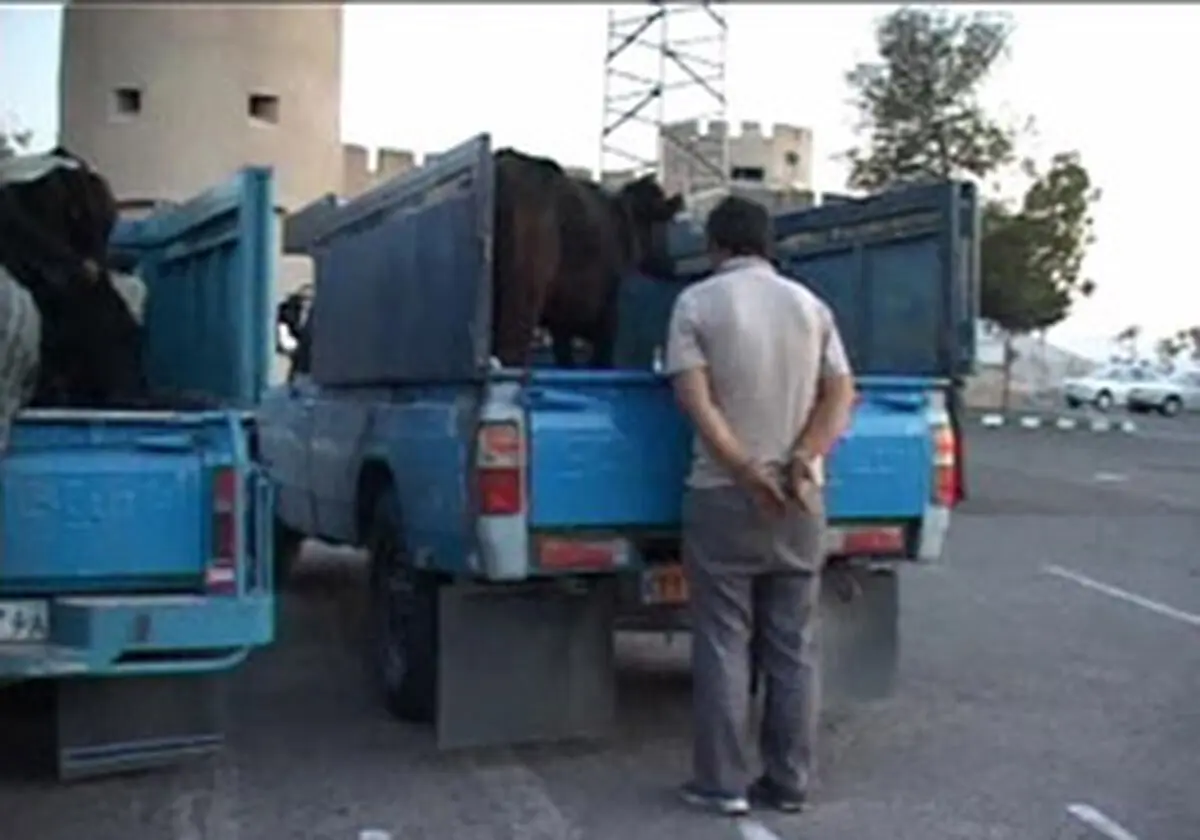دستگیری چوپان دروغگو در ساری
