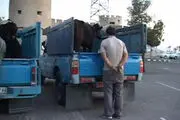 دستگیری چوپان دروغگو در ساری
