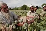 کشت خشخاش در افغانستان به صفر رسید