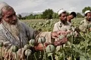 کشت خشخاش در افغانستان به صفر رسید