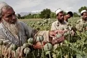 کشت خشخاش در افغانستان به صفر رسید