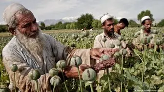 کشت خشخاش در افغانستان به صفر رسید
