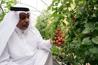 فرصت‌های پیش روی ایران برای صادرات مواد غذایی به قطر