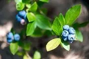 با چین‌وچروک‌های پوست خداحافظی کنید