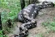 مار غول پیکری که بز را بلعید!