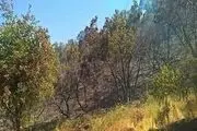 نبود هماهنگی و کمبود امکانات دستگاه ها 2 عامل نابودی جنگل های چگنی