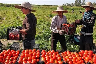 کاهش قیمت ۲ هزار تومانی گوجه فرنگی