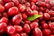 فواید عجیب زغال اخته