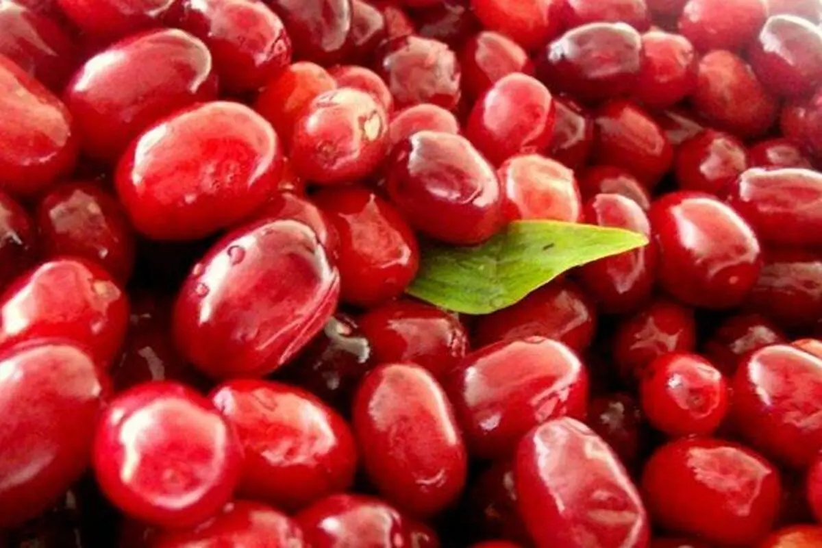 این گروه از زنان حتما زغال اخته بخورند
