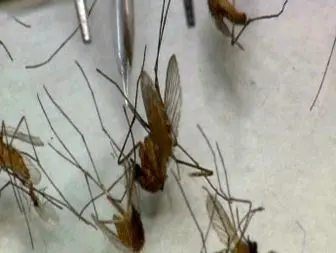 West Nile virus prompts public health emergency in Dallas County, Texas