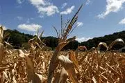 Top farm lender worried by drought, politics