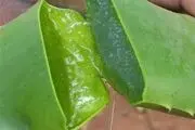 کشت آلوئه‌ورا از آفریقا تا مُهر