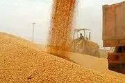 پرداخت مطالبات گندم‌کاران طی امروز و فردا