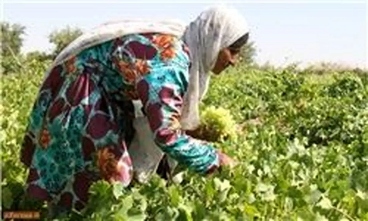 از کاشت مین تا برداشت خوشه انگور