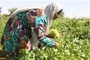از کاشت مین تا برداشت خوشه انگور