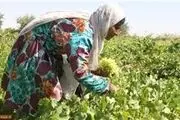 از کاشت مین تا برداشت خوشه انگور