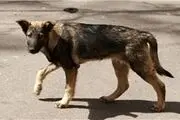 دو ماراتن سگ و گربه‌ها در بزرگراه‌های شهر