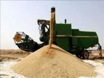 خرید گندم از کشاورزان به بیش از دویست هزار تن رسید