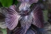 خواص معجزه آسای نعناع در درمان بیماری عفونی+ جزئیات