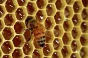 پرورش زنبور عسل در گردنه حیران/ عکس