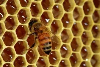تعهد وزارت جهادکشاورزی به حمایت از صنعت زنبورداری