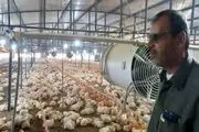 ماجرای خفه کردن مرغ‌ها با گاز در مرغداری‌ها