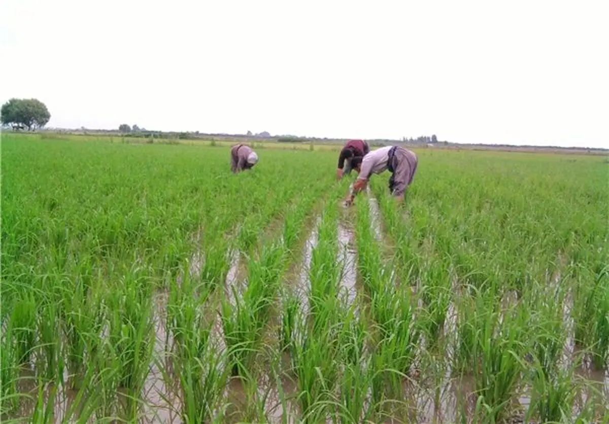 ممنوعیت کشت دوباره برنج در برخی از زمین های مازندران/ در گلستان حتی کشت اول ممنوع