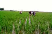 ممنوعیت کشت برنج در خوزستان با چه شرایطی لغو شد؟