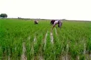 ممنوعیت کشت دوباره برنج در برخی از زمین های مازندران/ در گلستان حتی کشت اول ممنوع