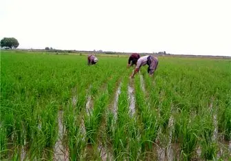 اختلال در عرضه و نظارت دلیل اصلی گرانی برنج