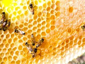 پرورش زنبور عسل شغلی پر درآمد با سرمایه اندک+ تصاویر