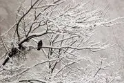 زمستان در ارتفاعات شاهرود/ عکس