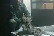 
مرگ یک قلاده پلنگ نر در چهاردانگه + تصاویر
