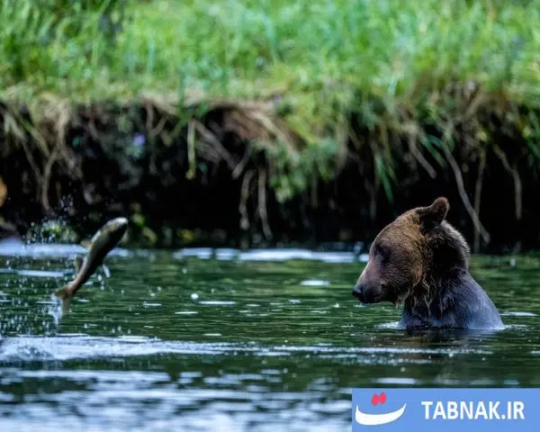 پاییز؛ شکوه رنگ‌ها در چهار گوشه جهان/گزارش تصویری