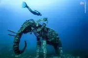 غواصی در کنار یک فیل مرجانی/ عکس