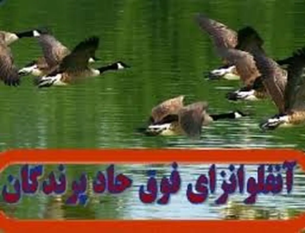 هنوز موردی از انتقال آنفلوانزای پرندگان به انسان گزارش نشده است
