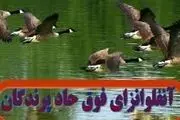 هنوز موردی از انتقال آنفلوانزای پرندگان به انسان گزارش نشده است
