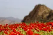دشت شقایق‌های وحشی/ گزارش تصویری