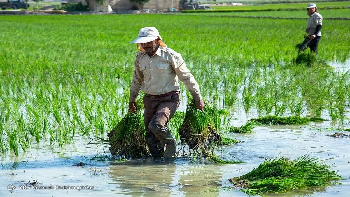 ۲ میلیون و ۸۵۰ هزار نفر تحت پوشش بیمه اجتماعی روستاییان هستند
